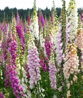 NASIONA Naparstnica Purpurowa Mieszanka Mix 0,3g Kwiaty 421288