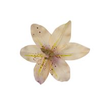 Lilijka wyrobowa jasny róz 24 szt