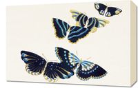 Obraz 60x40cm Butterfly 17, Sekka Japoński Vintage do Salonu