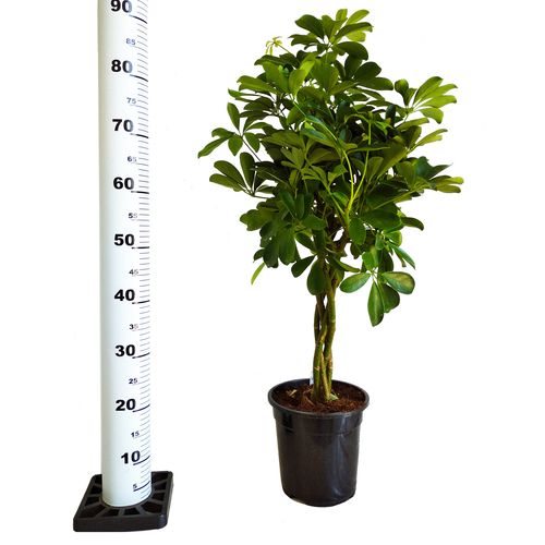 SZEFLERA NORA 90 cm na Arena.pl