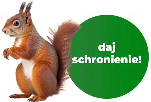 DOMEK DLA WIEWIÓREK, KARMNIK - z drewna. łatwy montaż - 3 kolory na Arena.pl