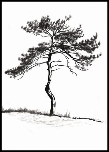 Plakat 64x90cm Samotna Sosna na Arena.pl