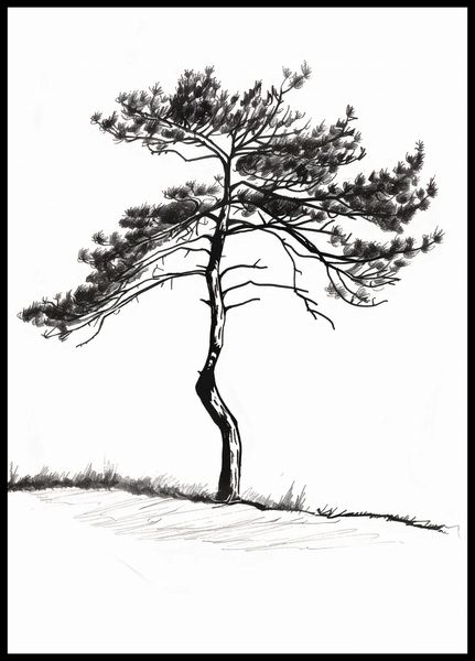 Plakat 64x90cm Samotna Sosna zdjęcie 2