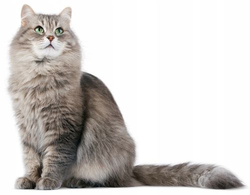 Super Benek Compact Naturalny 10L Active na Arena.pl