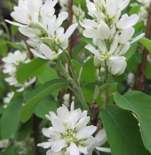ŚWIDOŚLIWA OLCHOLISTNA Honeywood - sadzonki w don. na Arena.pl