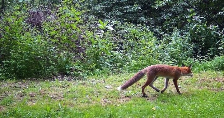 Fotopulapka HC-900A 1080p Kamera Lesna Suntek FullHD Karta SD 16GB Baterie zdjęcie 3