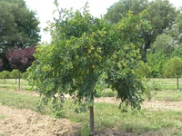 KARAGANA szczepiona na pniu szerokolistna zwisająca - sadzonki 160 / 180 cm