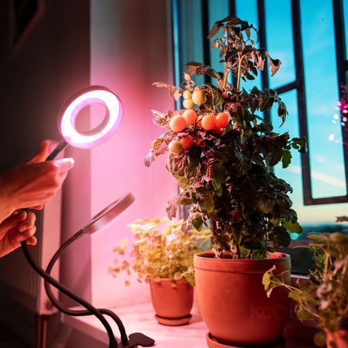 lampa do roślin led vitaro ring 2 clip 8w kobi na Arena.pl