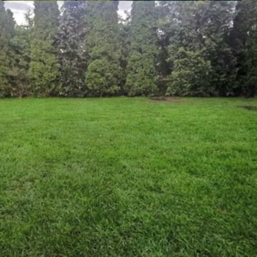 Trawa UNIWERSALNA nasiona trawy SAMOZAGĘSZCZAJĄCA odporna na DEPTANIE 25kg na Arena.pl