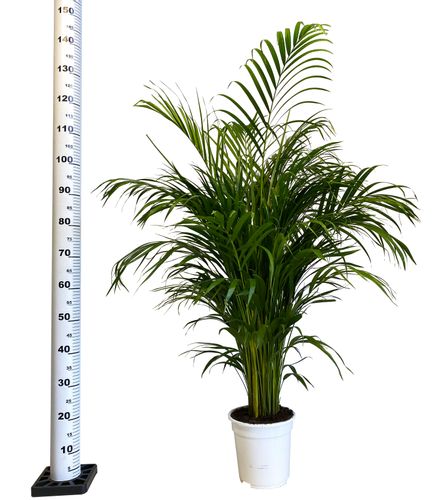 PALMA AREKA (ARECA) 120 cm na Arena.pl