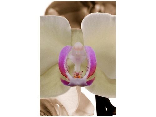 40X60CM BIAŁY STORCZYK OBRAZ na Arena.pl