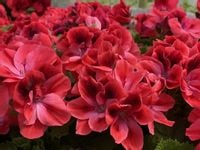 Pelargonia angielska GRANDIFLORUM Aristo Claret duże zdrowe sadzonki