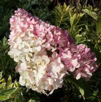 HORTENSJA VANILLIE FRAISE - sadzonki w doniczkach