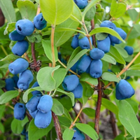 Jagoda Kamczacka INDIGO GEM Najsłodsza Sadzonka w Doniczce