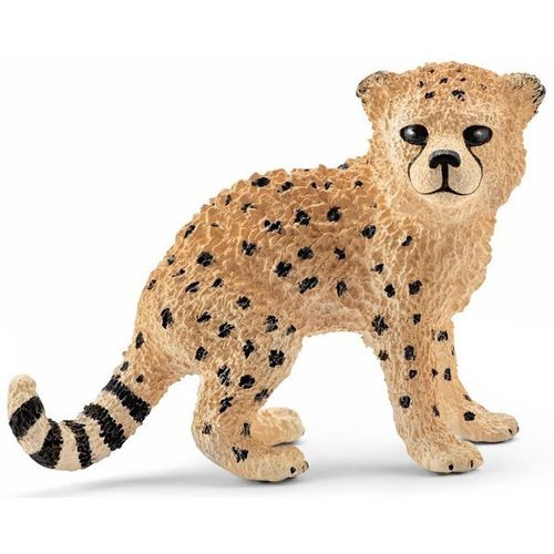 Młody Gepard na Arena.pl