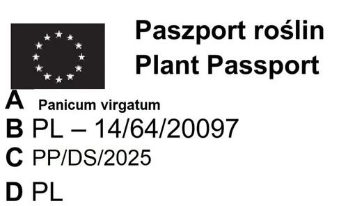 TRAWA Proso Northwind - sadzonki 10 / 20 cm na Arena.pl
