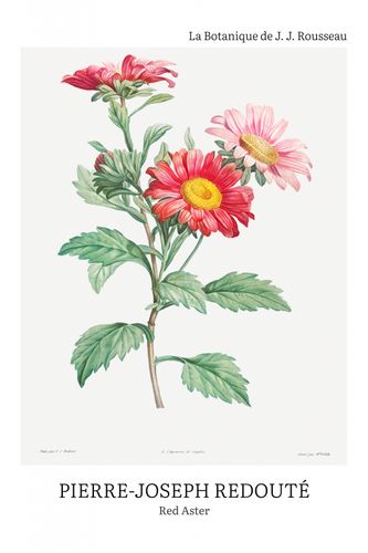 Plakat 40x60cm Design Red Aster, Redoute Vintage do Salonu na Arena.pl