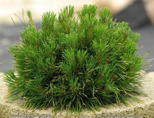 Sosna górska VARELLA PA 80-100cm C4/C5 na Arena.pl