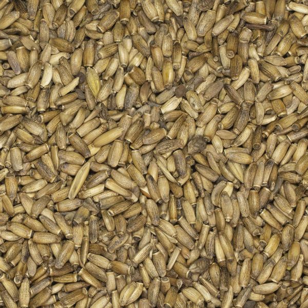 Ostropest plamisty 1kg zdjęcie 3