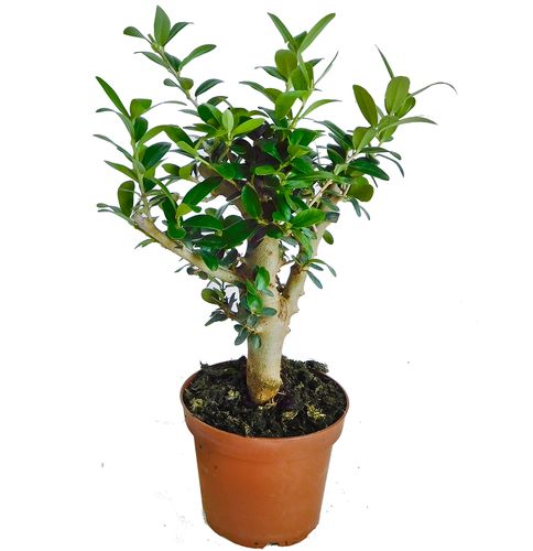 DRZEWKO OLIWNE (OLIWKA) 30cm na Arena.pl