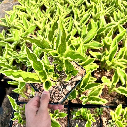 Funkia Hosta 'Crispula' Doniczka 2.0L na Arena.pl