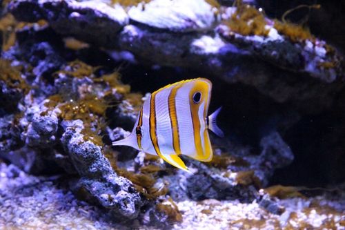 Biały drobny piasek kwarcowy do akwarium 25 KG na Arena.pl