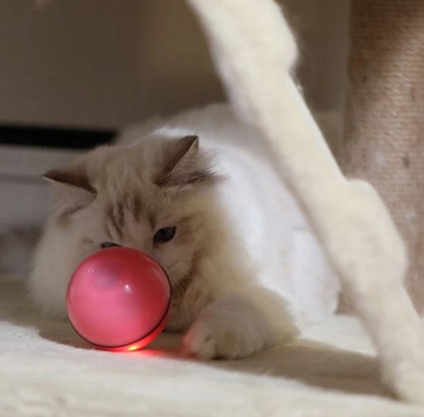INTERAKTYWNA ZABAWKA PIŁKA DLA KOTA + DODATKI zdjęcie 2