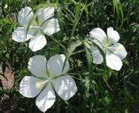 KETMIA BYLINOWA ALBIFLORUS - sadzonki w doniczkach