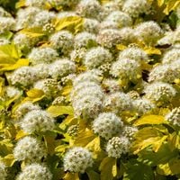 Pęcherznica kalinolistna 'Nugget' (Physocarpus opulifolius) Doniczka 2.0L