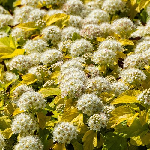 Pęcherznica kalinolistna 'Nugget' (Physocarpus opulifolius) Doniczka 2.0L na Arena.pl