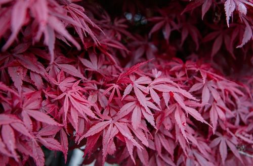 Klon Palmowy ATROPURPUREUM Sadzonka 1L na Arena.pl