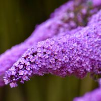 Budleja Dawida 'Zofia' Karłowata Mała (Buddleja davidii) Doniczka 2.0L