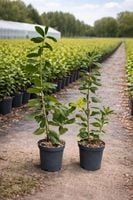 Laurowiśnia Wschodnia ‘Novita’ 80–120 cm | Doniczka 3L | Gęsty, Zimozielony