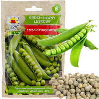 GROCH SIEWNY ŁUSKOWY SZEŚCIOTYGODNIOWY NASIONA WCZESNY 50G SZYBKI ZBIÓR