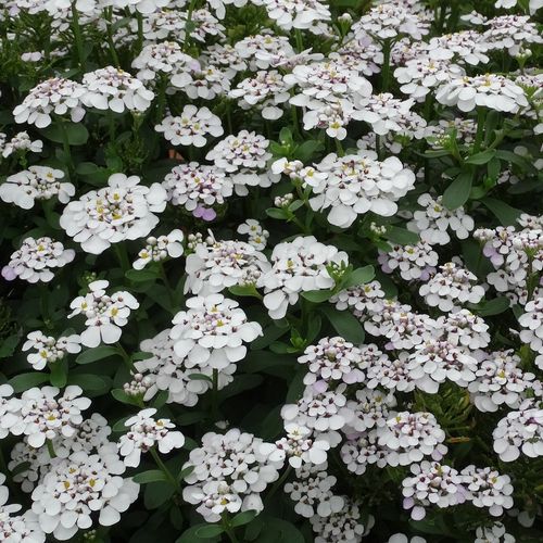 Ubiorek zawszezielony Masterpiece - Iberis sempervirens na Arena.pl