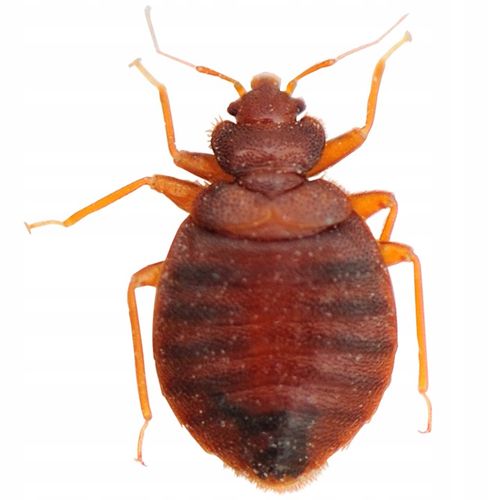 BROS 007 na owady biegające karaluchy mrówki rybiki pluskwy 500 ml - 2 na Arena.pl