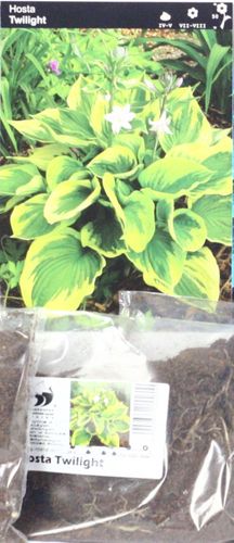 Funkia Hosta Twilight na Arena.pl