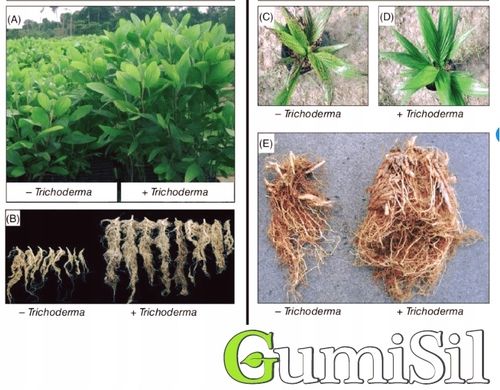 STYMULATOR DO WARZYW GUMISIL TRICHODERMA ROZSADY! EKO NAWÓZ BIOLOGICZNY TOP na Arena.pl