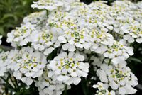 Ubiorek zawszezielony Masterpiece - Iberis sempervirens