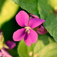 Fiołek motylkowaty Różowy 'Rosea' (Viola sororia) Doniczka 1.0L