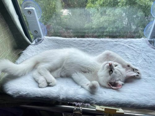 Hamak dla kota do okna – legowisko 45×30, idealne do obserwacji otoczenia! na Arena.pl