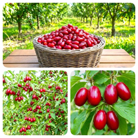 DEREŃ JADALNY duże sadzonki odporne na mróz - sadzonki 30 / 50 cm