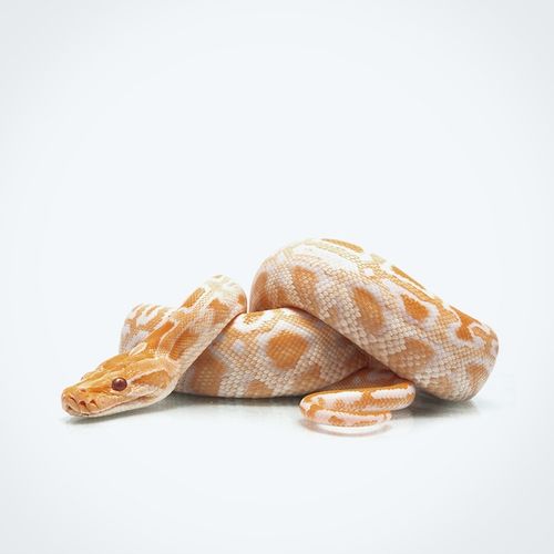 Clarena PODKŁAD DO TWARZY KRYJĄCY BEIGE 30ml Snake Fluid Foundation Kremowy na Arena.pl