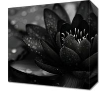 product-compare-59509742