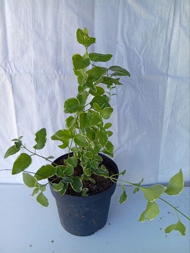 Barwinek większy Vinca major variegata fioletowy sadzonka w pojemniku 1-2l na Arena.pl