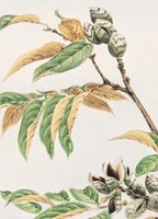 Plakat 13x18cm Shi, Morikaga Japoński Vintage do Salonu