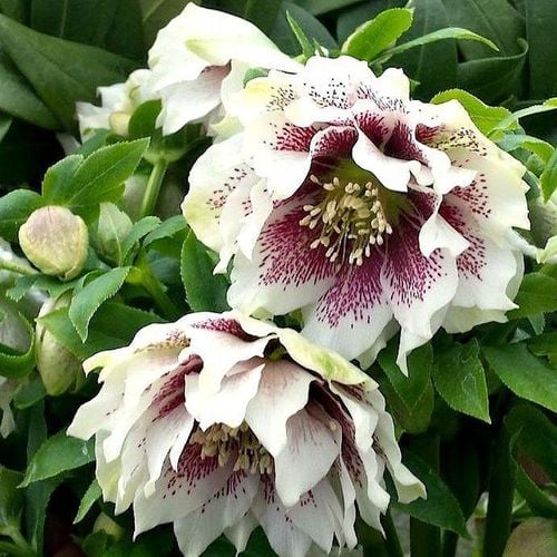 CIEMIERNIK DOUBLE ELLEN WHITE SPOTTED - NAKRAPIANY, SADZONKA P11/1 LITR na Arena.pl