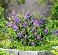 BUDLEJA BUTTERFLY CANDY LILA SWEETHEART - sadzonki w doniczkach