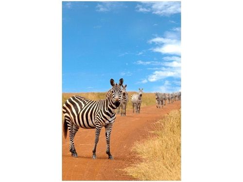 80CM 120 OBRAZ CIEKAWSKIE ZEBRY ŚCIENNY na Arena.pl