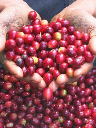 Czarna Kawka Kawa świeżo palona Ethiopia Etiopia Jimma of Keffa 1kg na Arena.pl